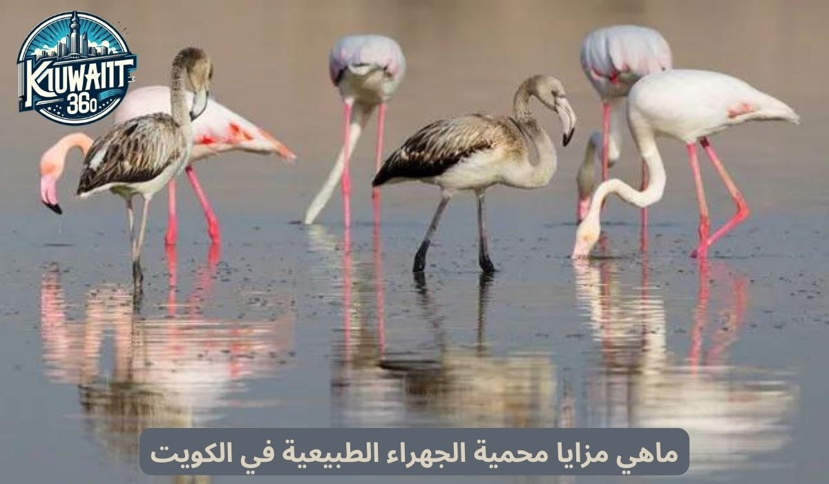 ماهي مزايا محمية الجهراء الطبيعية في الكويت
