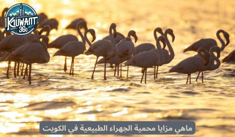 ما هي مزايا محمية الجهراء الطبيعية في الكويت